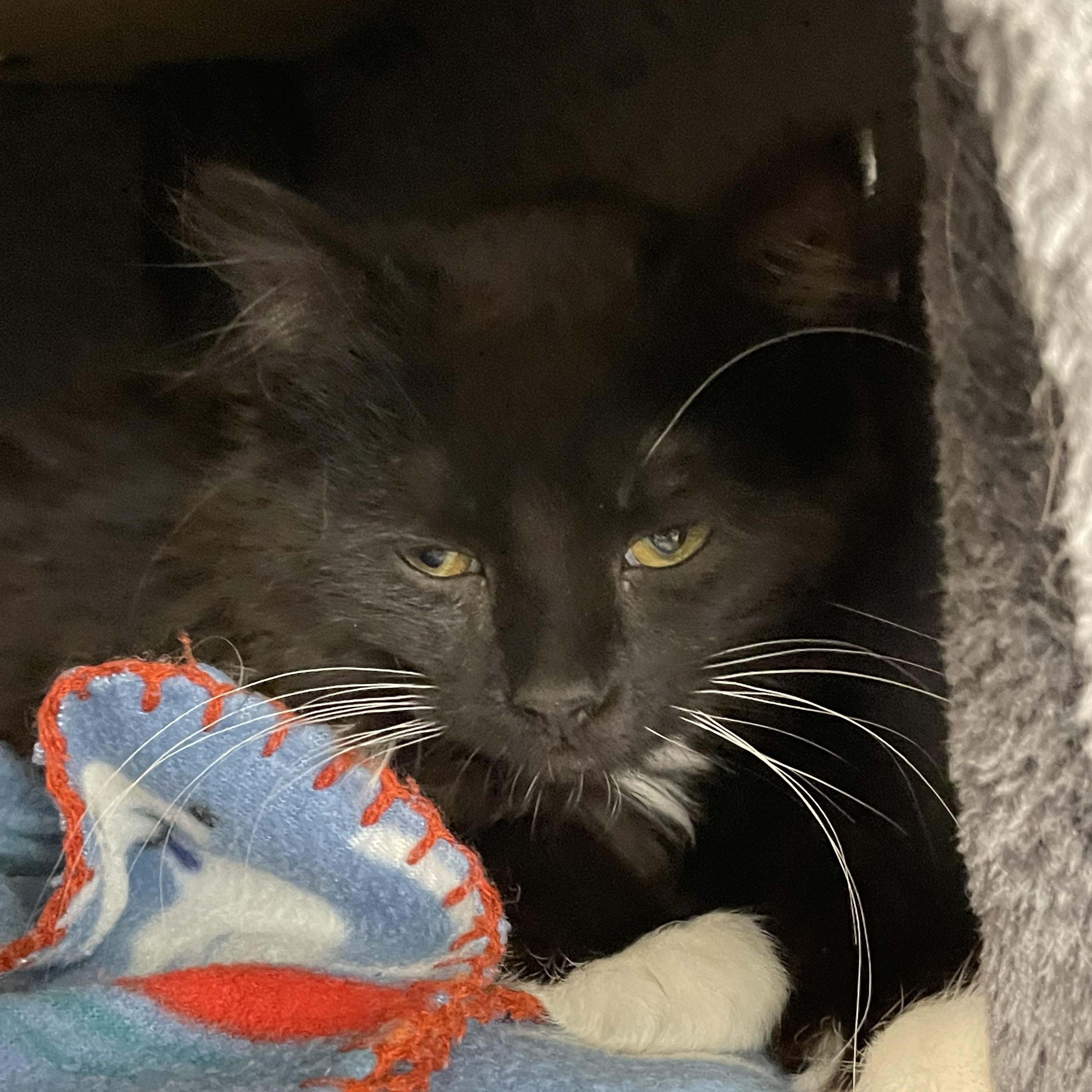 Cayenne, a Adoptable mixed breed in North Kingstown, RI image 2/3