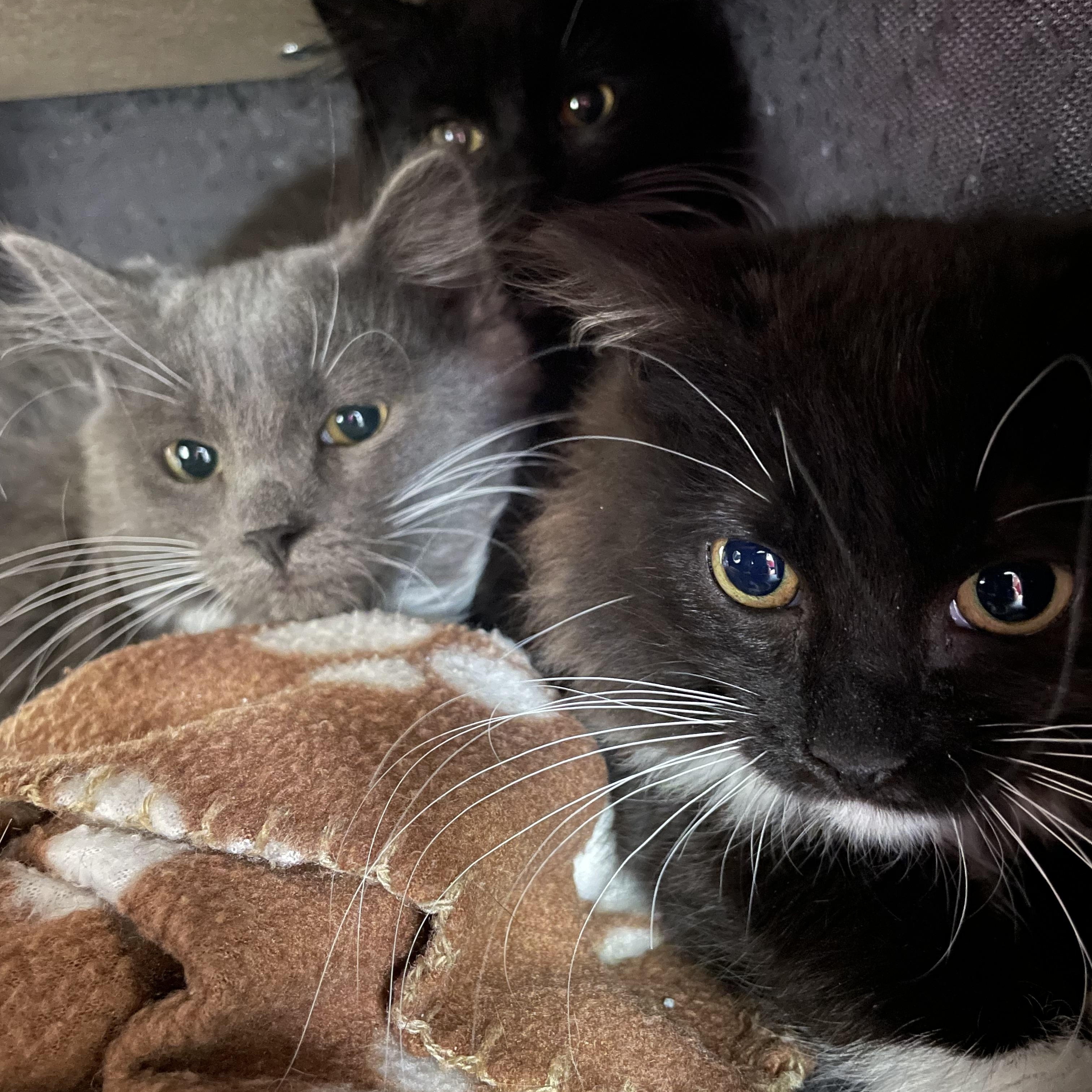 Cayenne, a Adoptable mixed breed in North Kingstown, RI image 3/3