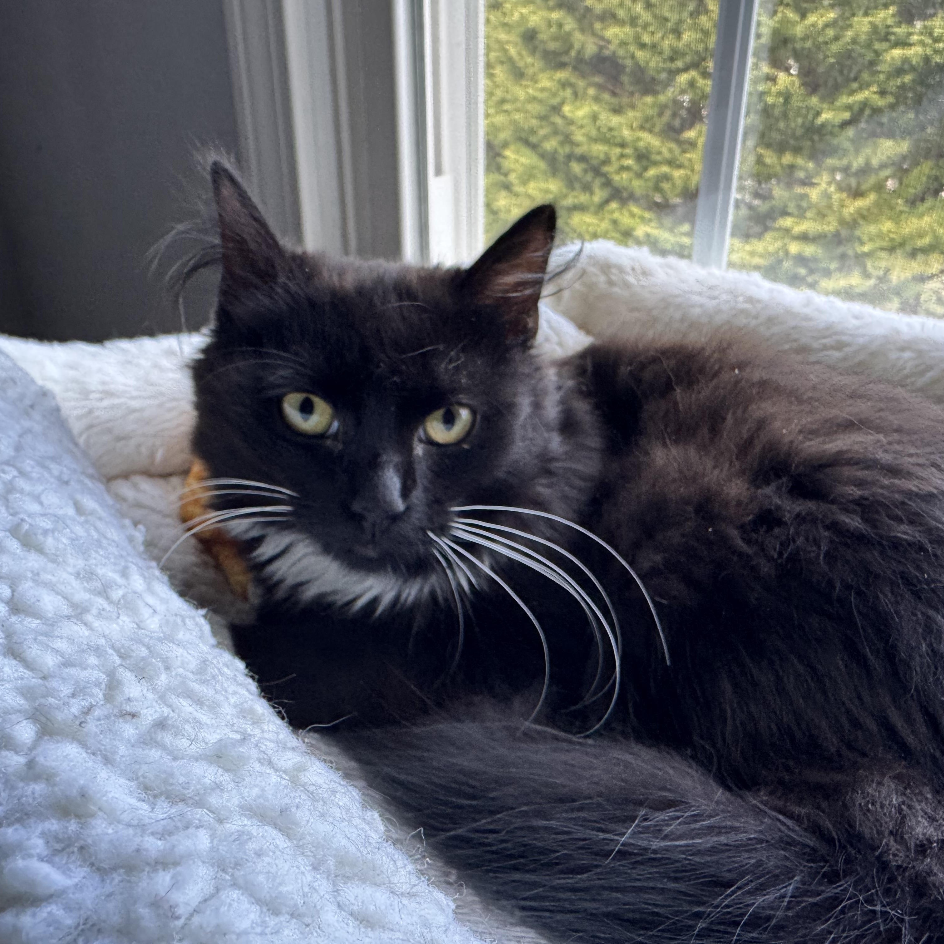 Enlarge Cayenne and Serrano (bonded sisters), a Adoptable mixed breed in North Kingstown, RI image 1/5