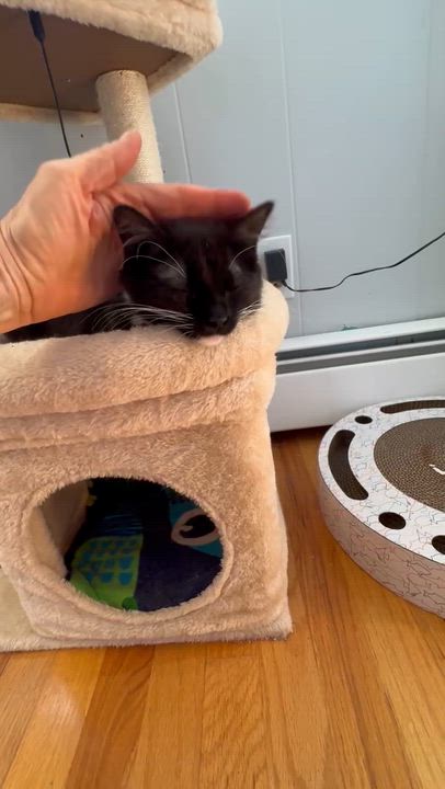 Enlarge Cayenne and Serrano (bonded sisters), a Adoptable mixed breed in North Kingstown, RI video 5/5