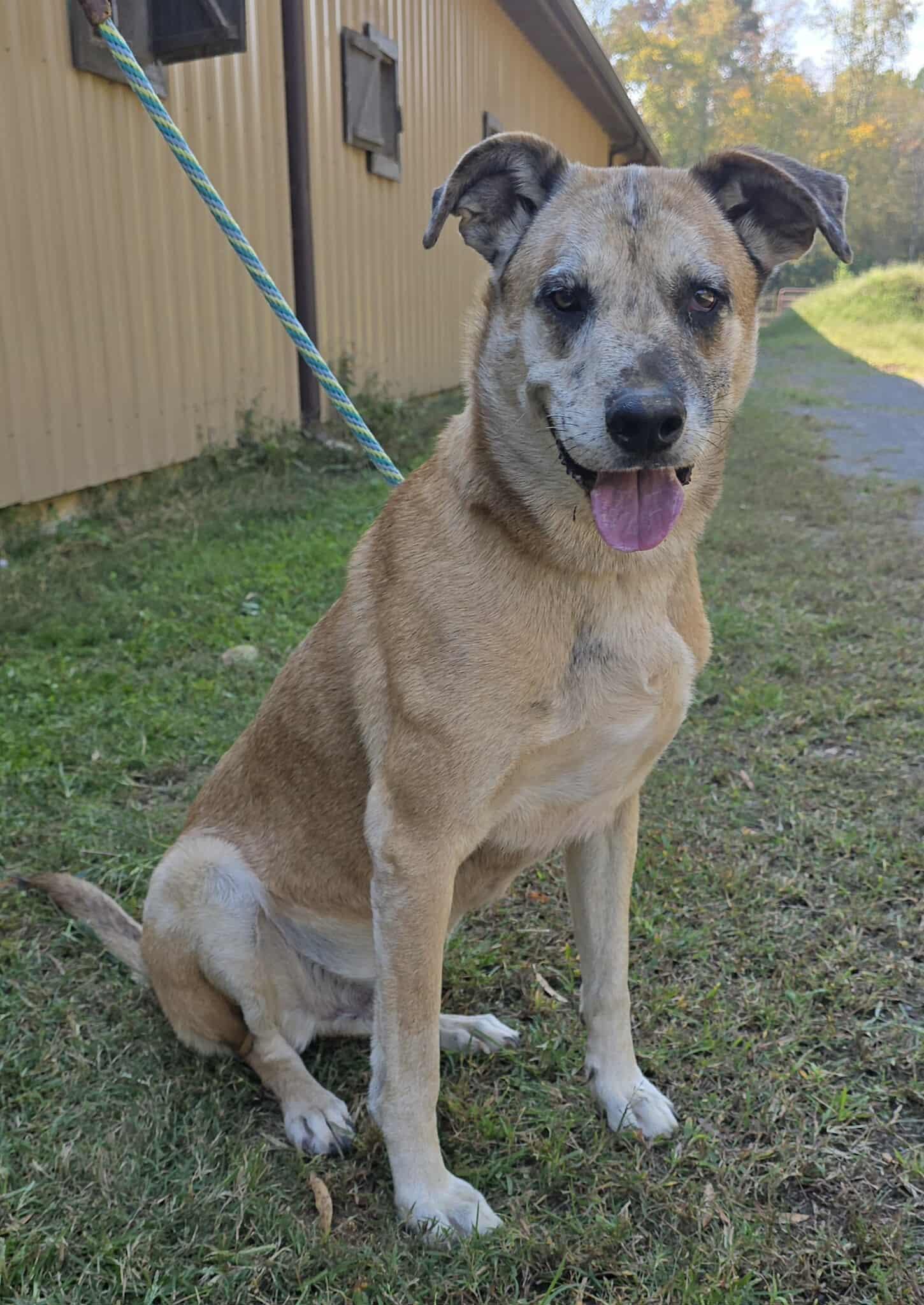 Huck, a Adoptable mixed breed in Newport, TN image 2/6