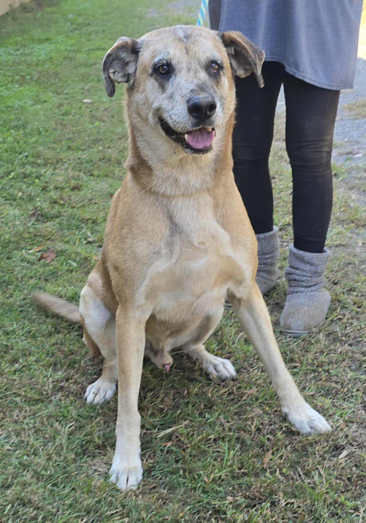 Huck, a Adoptable mixed breed in Newport, TN image 3/6