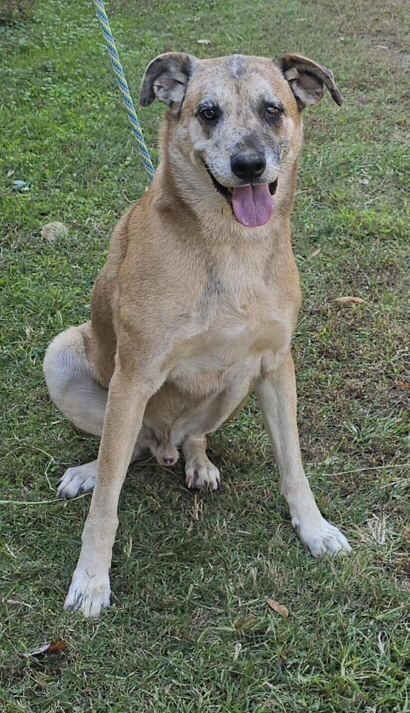 Huck, a Adoptable mixed breed in Newport, TN image 4/6