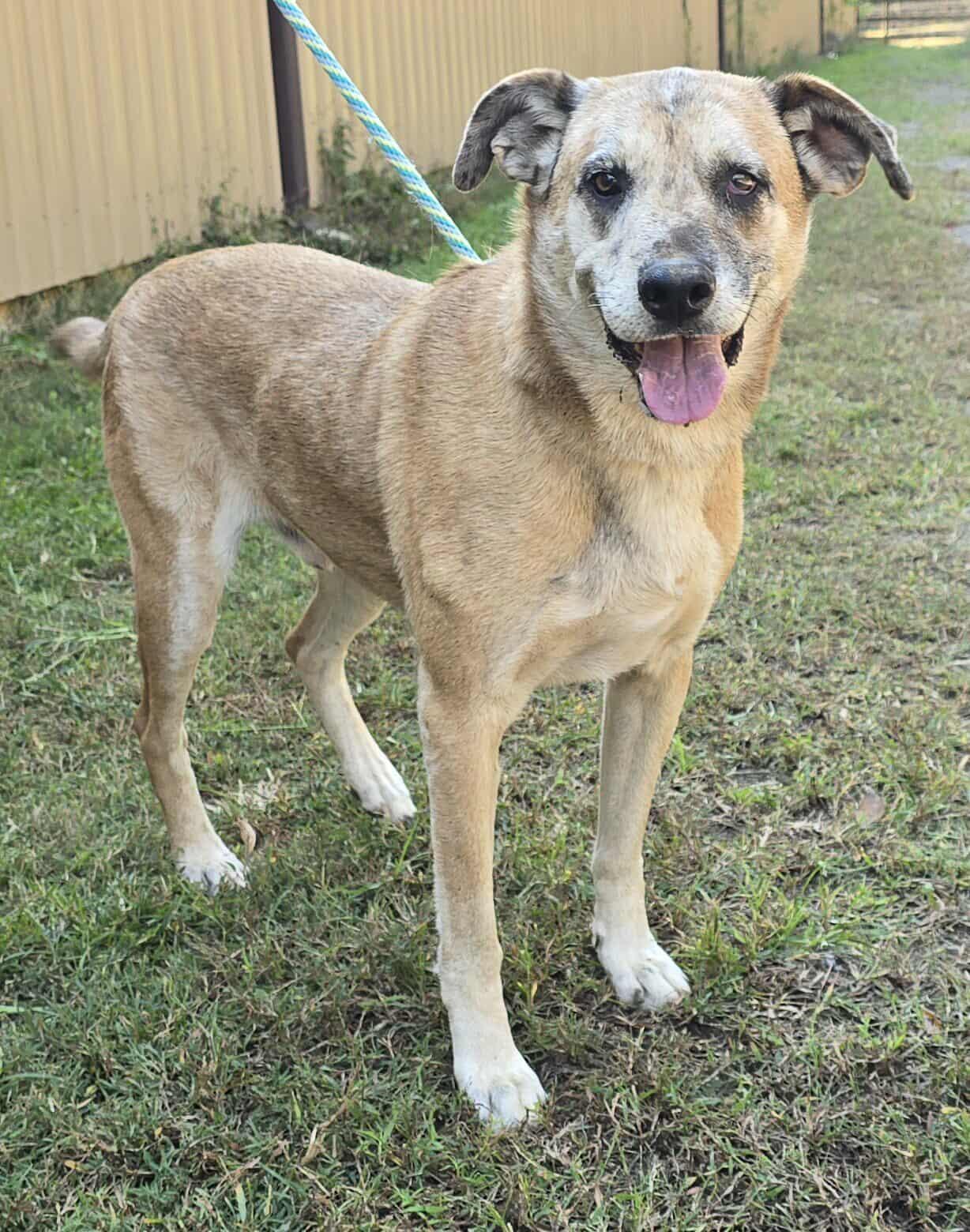 Huck, a Adoptable mixed breed in Newport, TN image 5/6