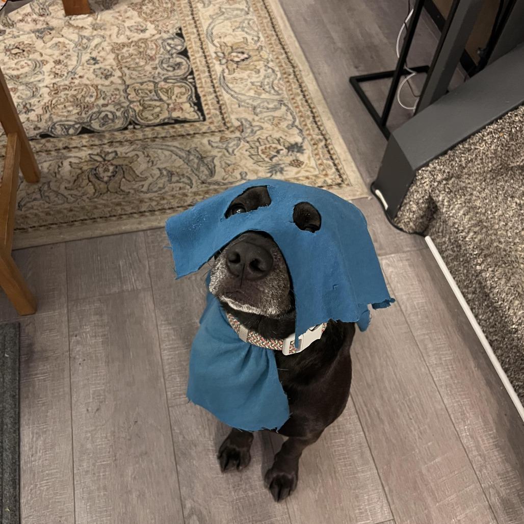 Sarah, Adoptable, Young Female Pit Bull Terrier.