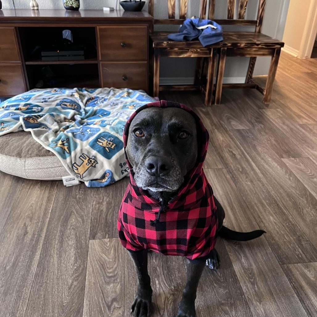 Enlarge Sarah, a Adoptable mixed breed in Tulsa, OK image 5/5