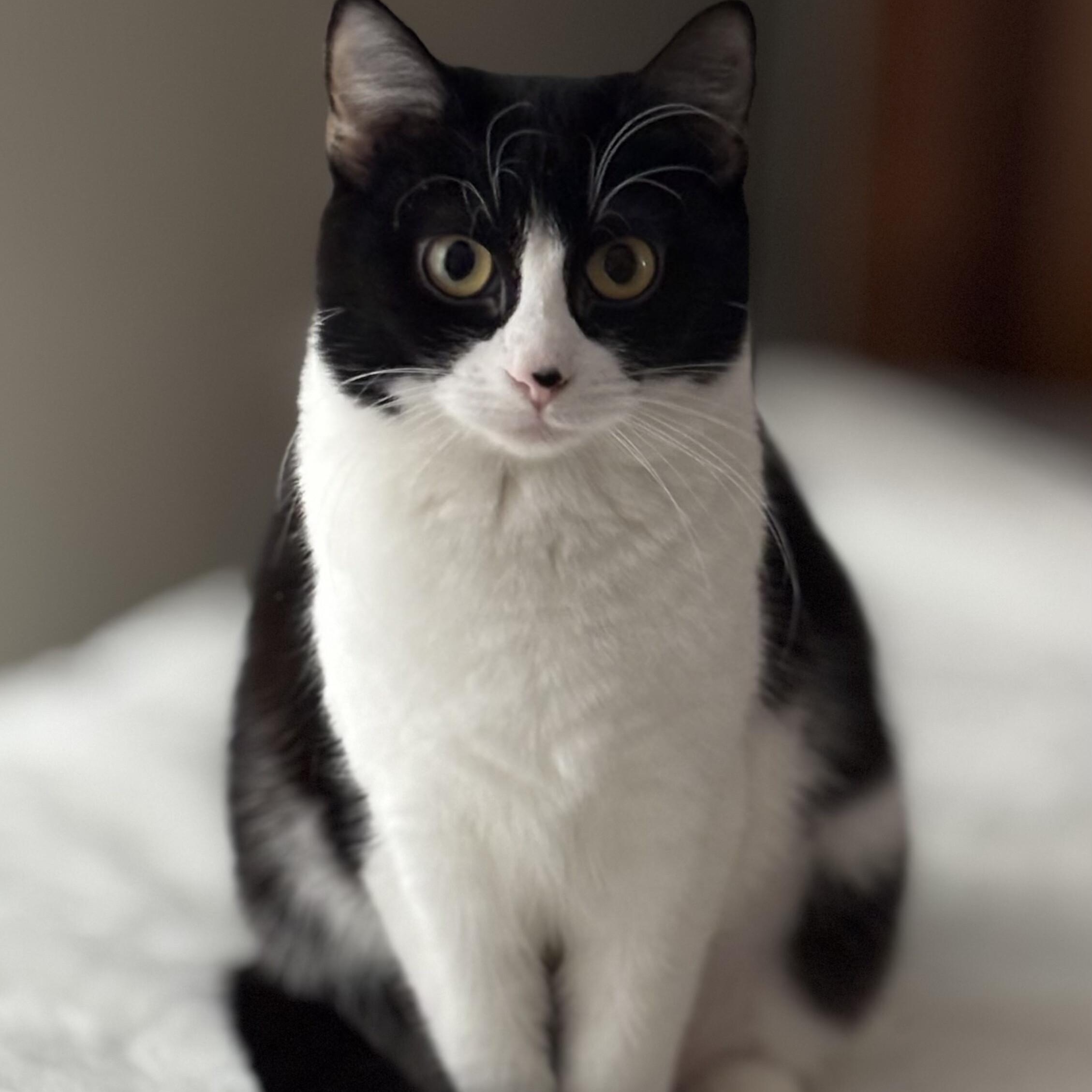 Juliette, a ADOPTABLE Domestic Short Hair in Fairview Heights, IL image 2/3