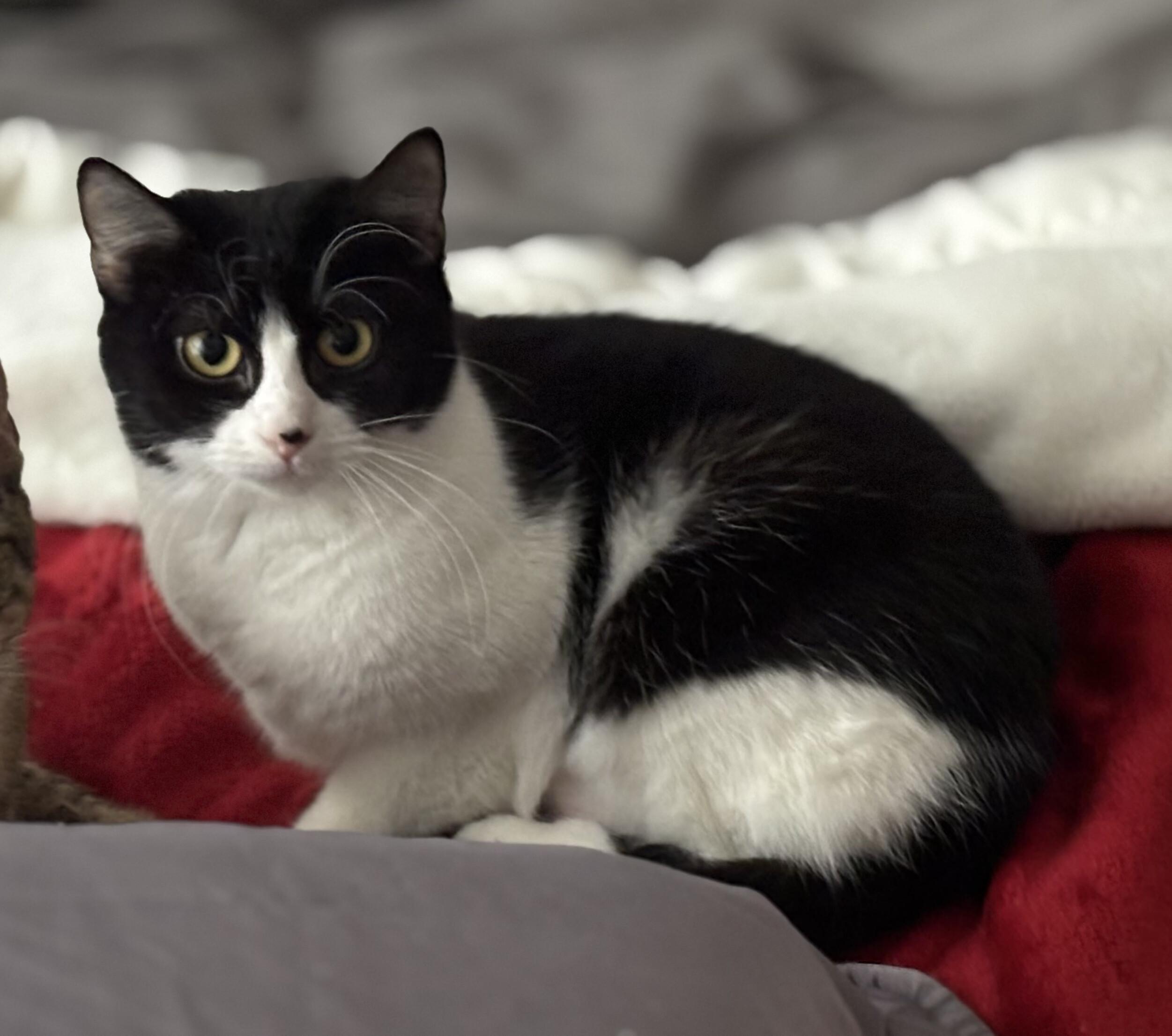 Juliette, ADOPTABLE, Kitten Female Domestic Short Hair.