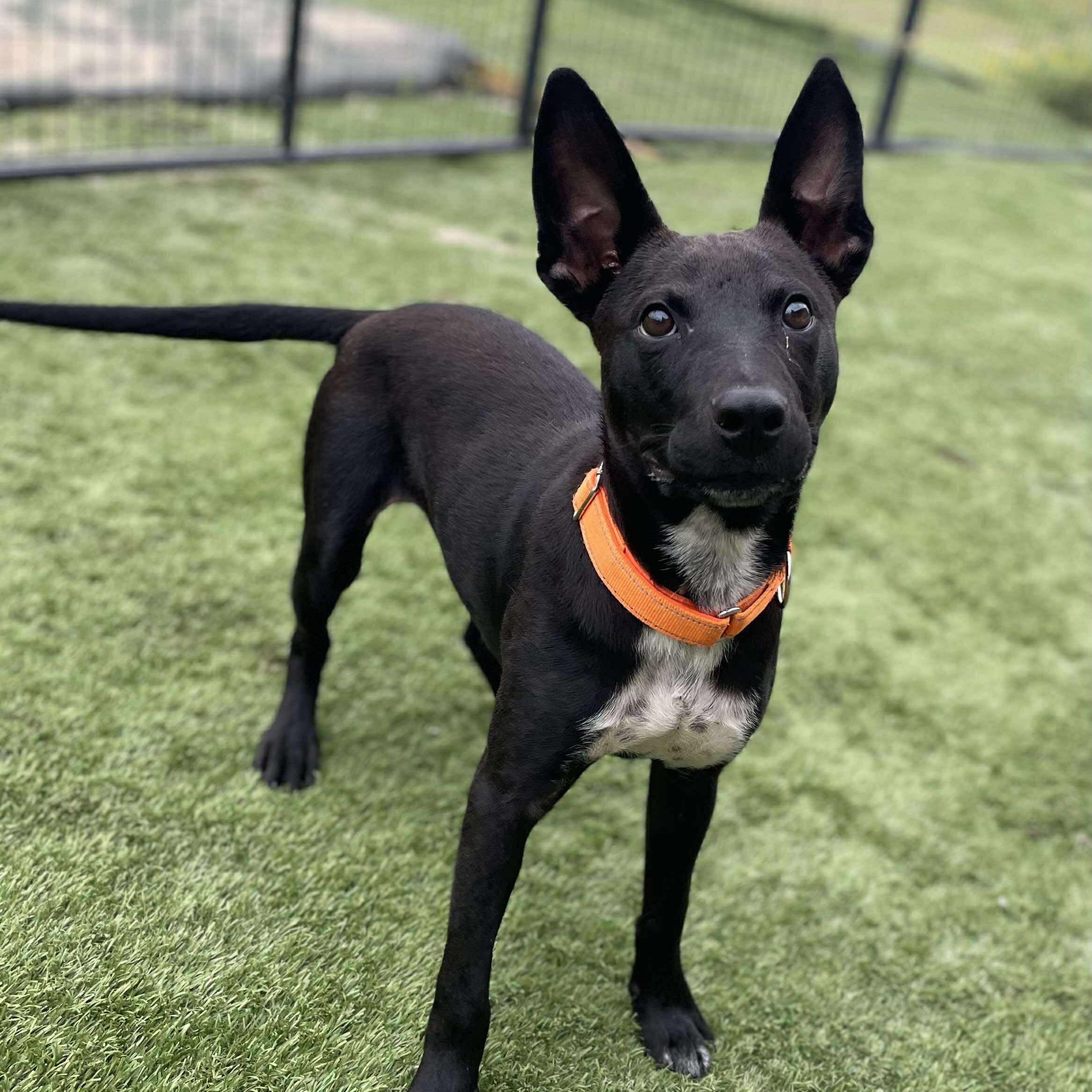 Danny, Adoptable, Young Male Black Labrador Retriever & Australian Cattle Dog / Blue Heeler.