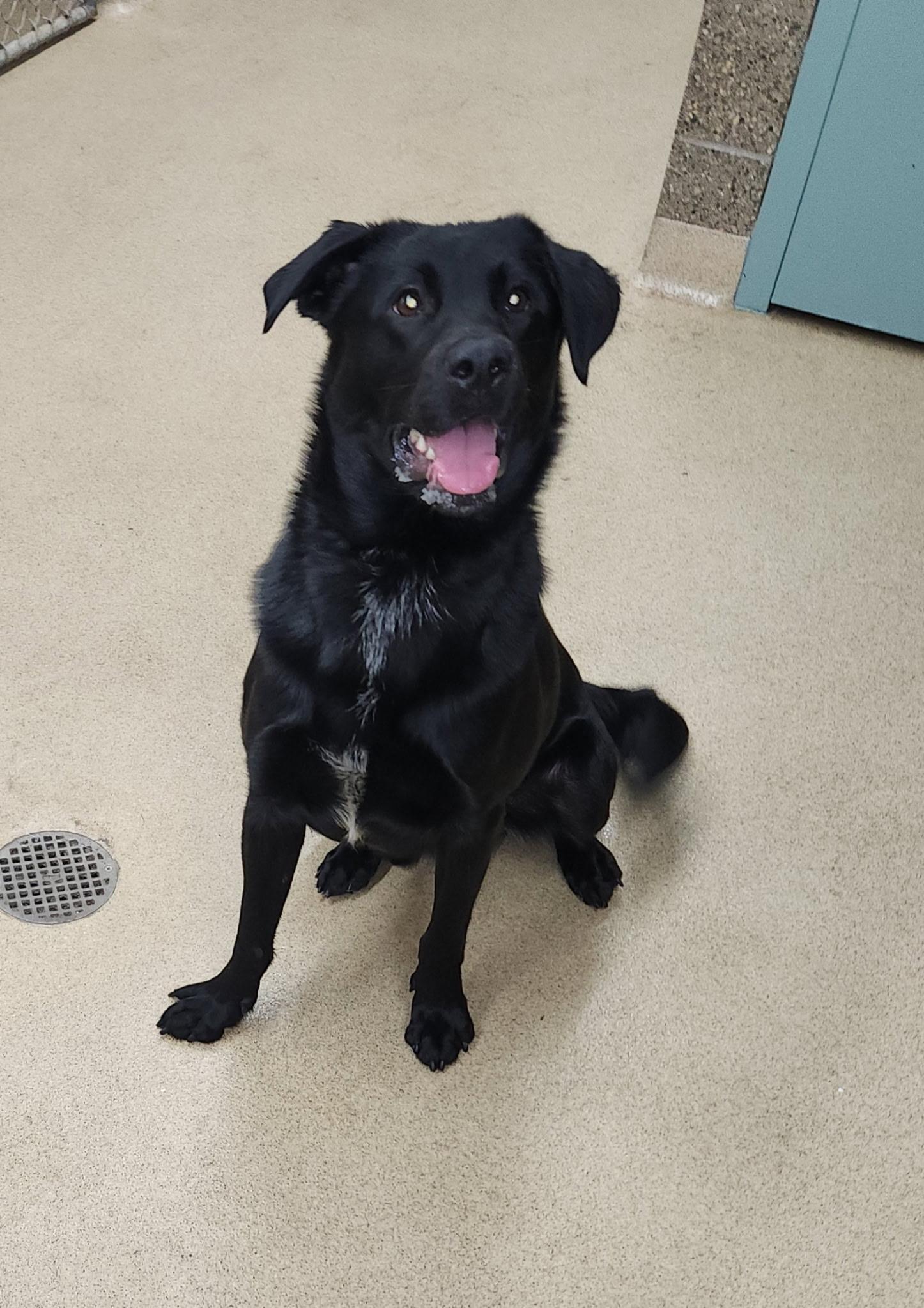 Enlarge Woody, a Adoptable mixed breed in Zimmerman, MN image 1/1