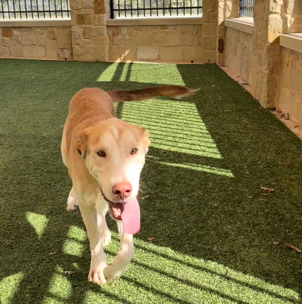 Hank, Adoptable, Adult Male Labrador Retriever.