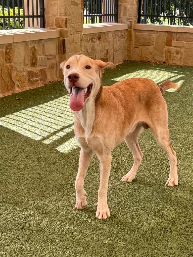 Enlarge Hank, a Adoptable mixed breed in Seguin, TX image 2/2