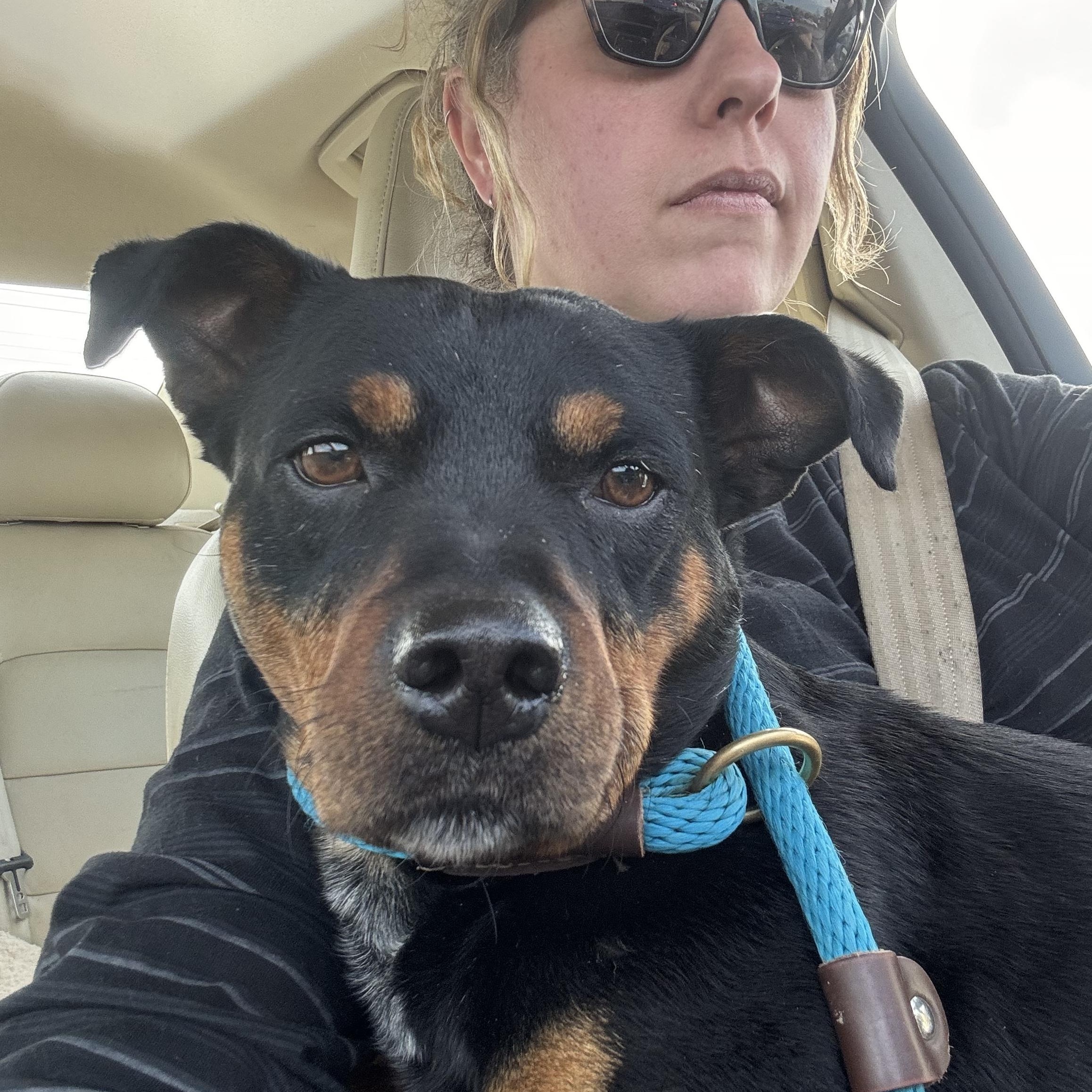 Maestro, adopted, Young Male Dachshund & Rottweiler.