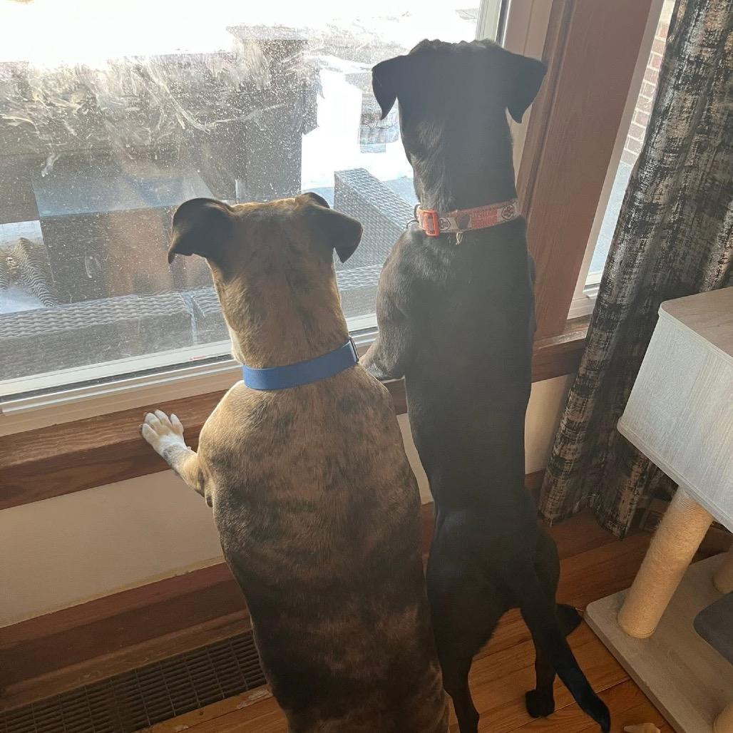 Enlarge Nala, a Adoptable Pit Bull Terrier in Avon, OH image 3/6