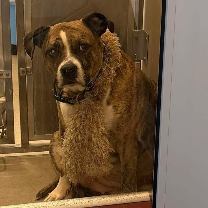 Enlarge Nala, a Adoptable Pit Bull Terrier in Avon, OH image 4/6