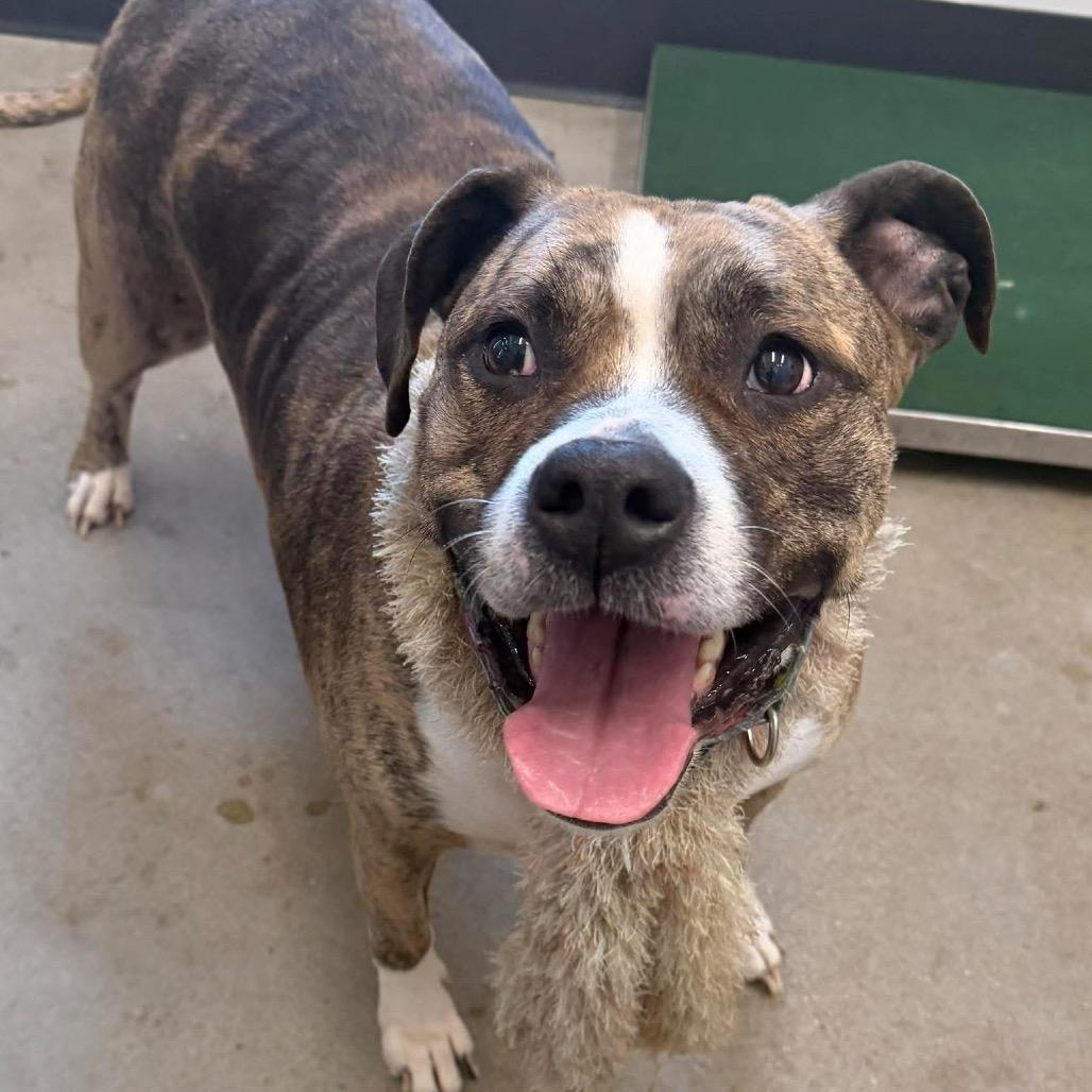 Enlarge Nala, a Adoptable Pit Bull Terrier in Avon, OH image 1/6