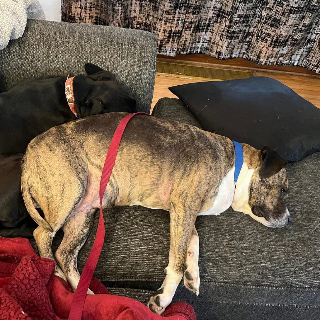 Enlarge Nala, a Adoptable Pit Bull Terrier in Avon, OH image 5/6