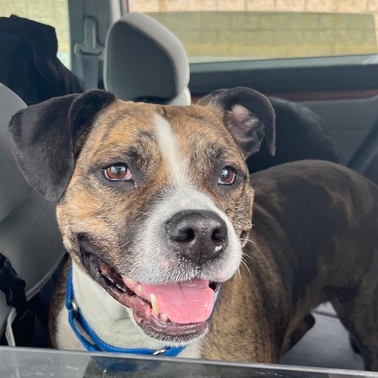 Nala, a Adoptable Pit Bull Terrier in Avon, OH image 2/6