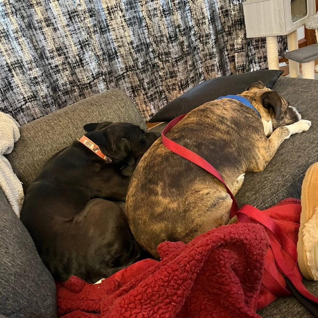 Enlarge Nala, a Adoptable Pit Bull Terrier in Avon, OH image 6/6