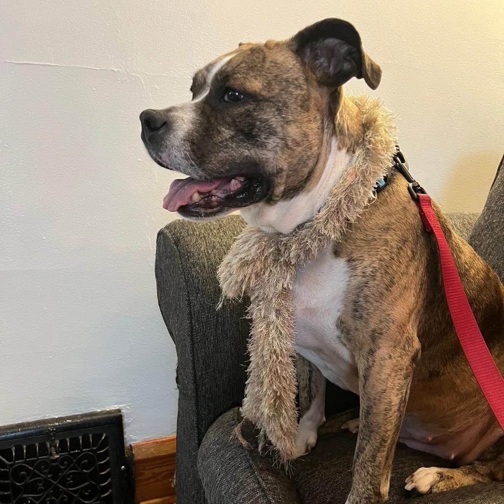 Nala, a Adoptable Pit Bull Terrier in Avon, OH image 3/6