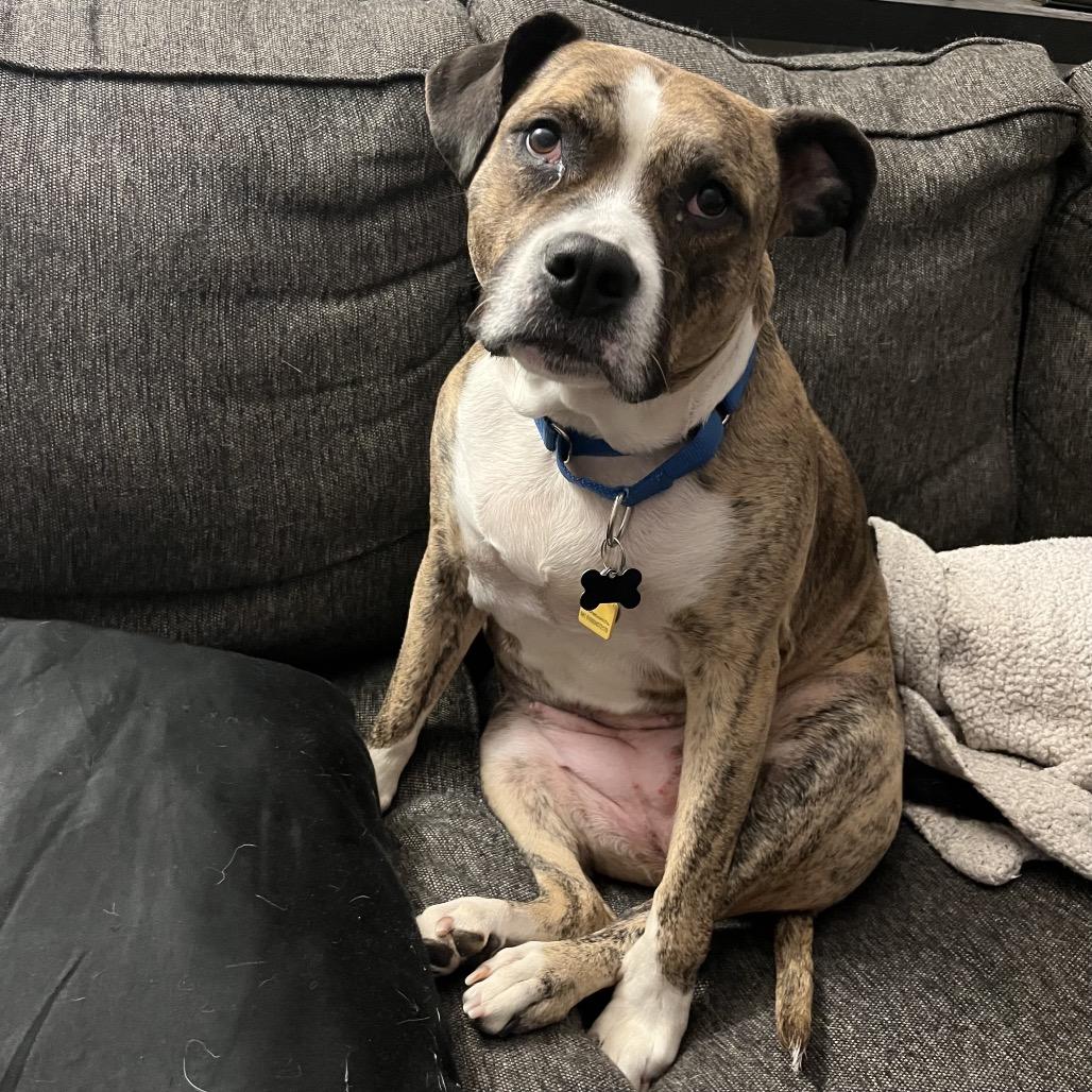 Enlarge Nala, a Adoptable Pit Bull Terrier in Avon, OH image 2/6