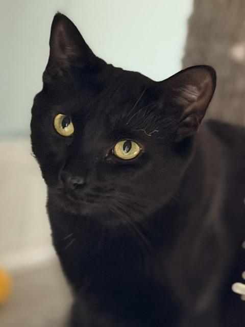 Enlarge Cavatappi, a Adoptable Domestic Short Hair in Douglas, MI image 1/5
