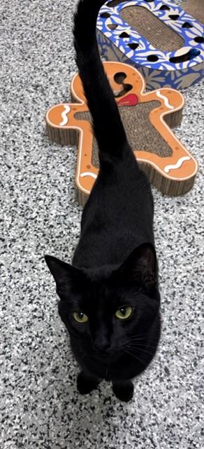 Enlarge Cavatappi, a Adoptable Domestic Short Hair in Douglas, MI image 2/5