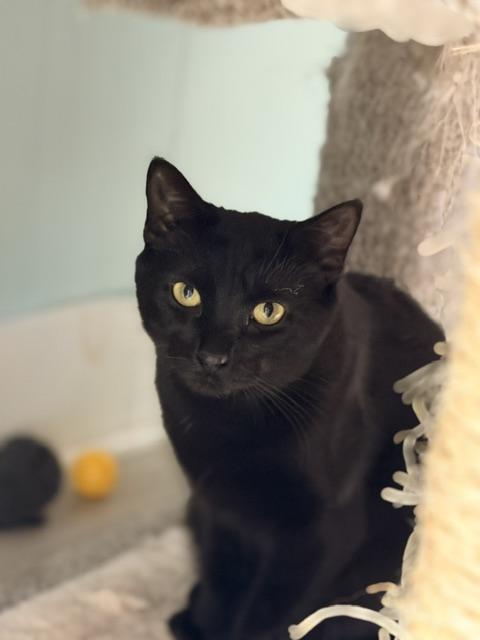 Enlarge Cavatappi, a Adoptable Domestic Short Hair in Douglas, MI image 5/5