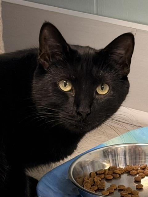 Enlarge Cavatappi, a Adoptable Domestic Short Hair in Douglas, MI image 3/5
