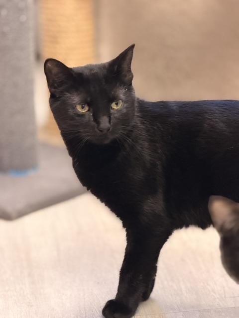 Enlarge Cavatappi, a Adoptable Domestic Short Hair in Douglas, MI image 4/5