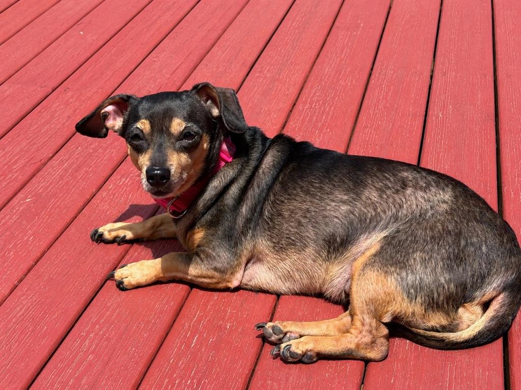 Ellie, an adopted mixed breed in Long Beach, WA image 1/4