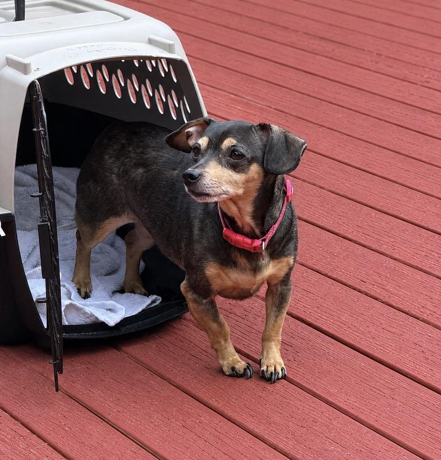 Ellie, an adopted mixed breed in Long Beach, WA image 2/4