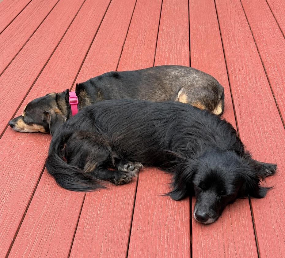 Ellie, an adopted mixed breed in Long Beach, WA image 3/4