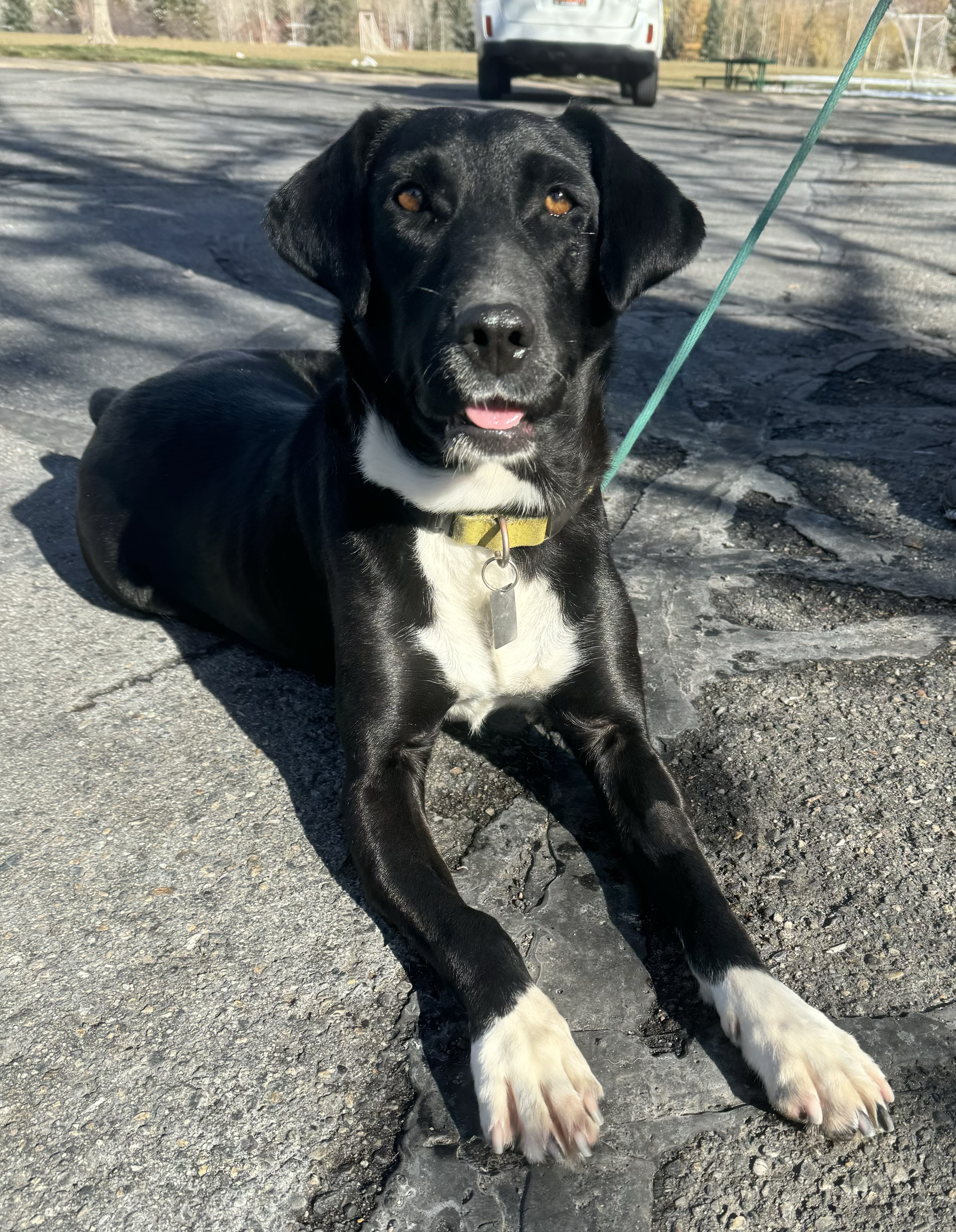 Enlarge Indy, a Adopted mixed breed in Park City, UT image 6/6