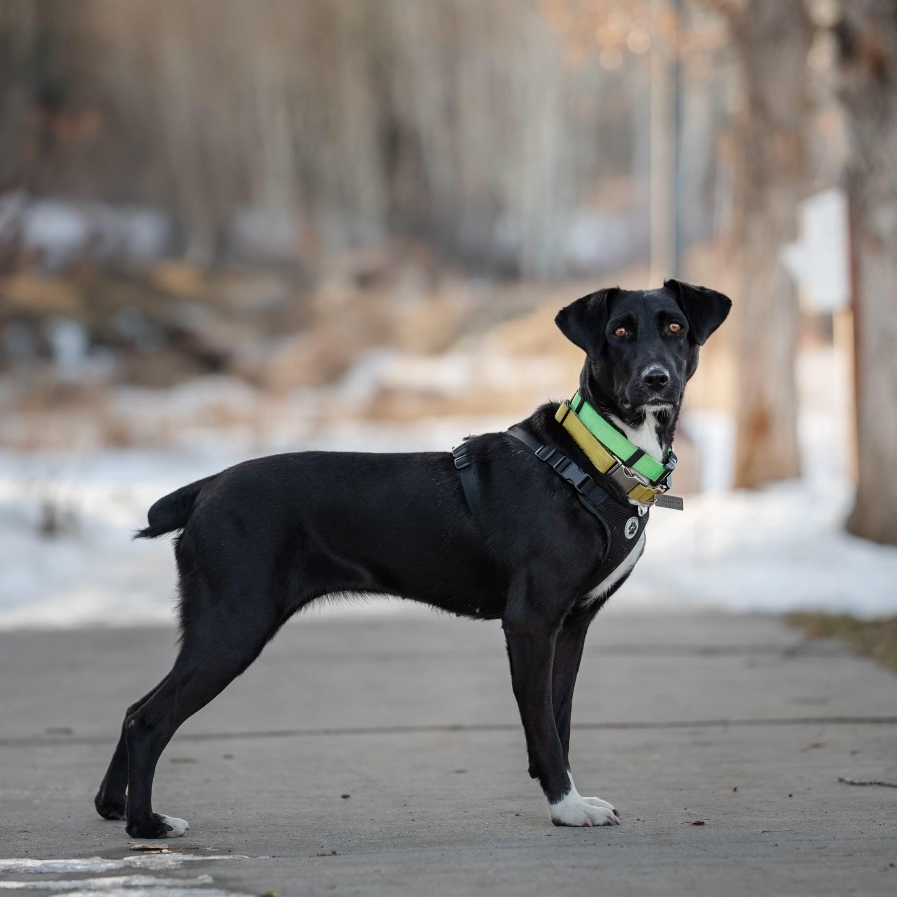 Enlarge Indy, a Adopted mixed breed in Park City, UT image 2/6