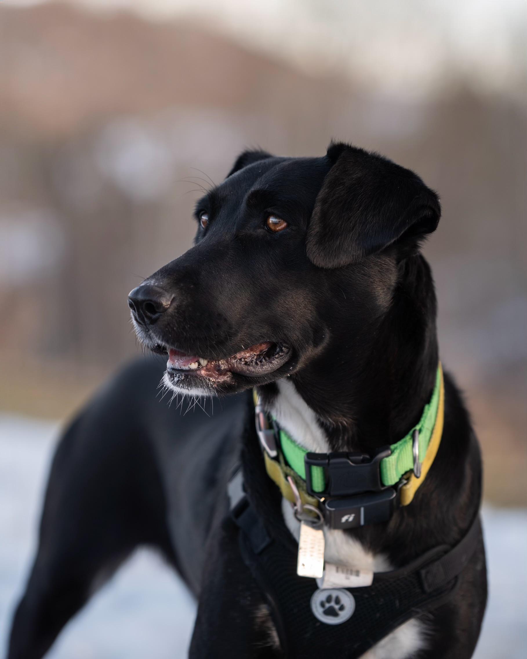 Enlarge Indy, a Adopted mixed breed in Park City, UT image 1/6