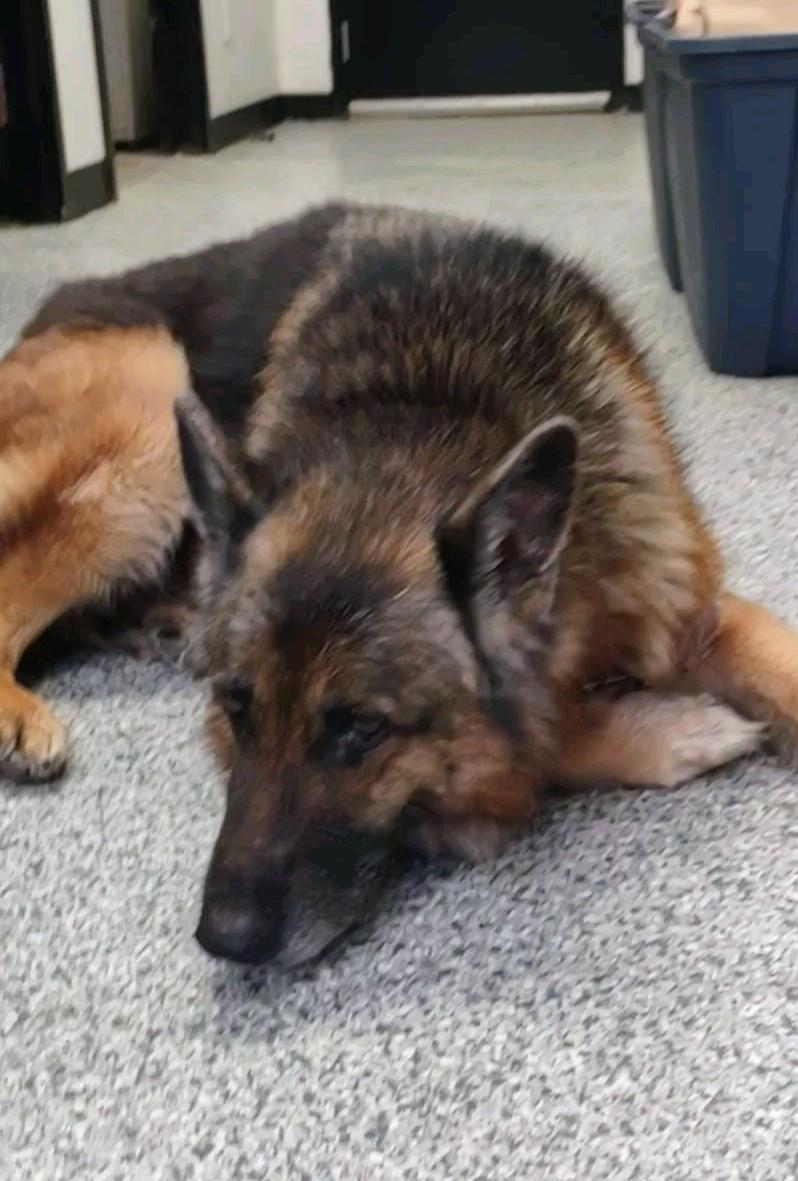 Lara, a Adoptable German Shepherd Dog in Clay City, KY image 4/6