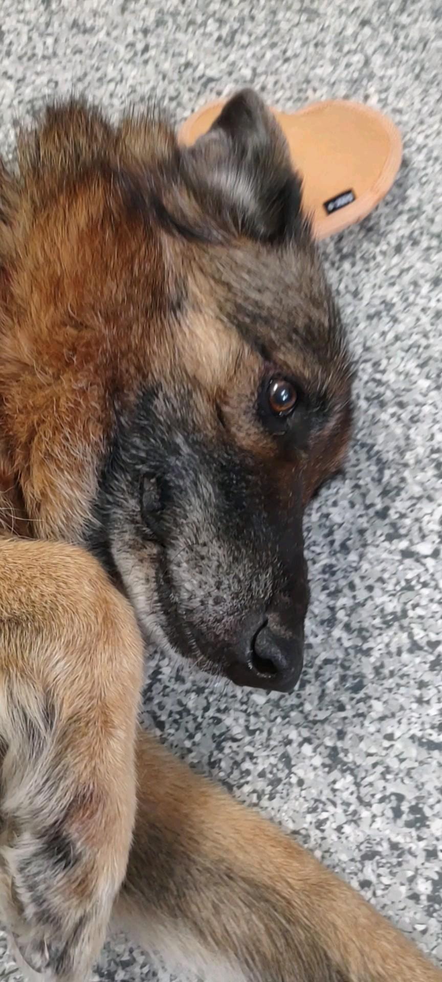 Lara, a Adoptable German Shepherd Dog in Clay City, KY image 5/6