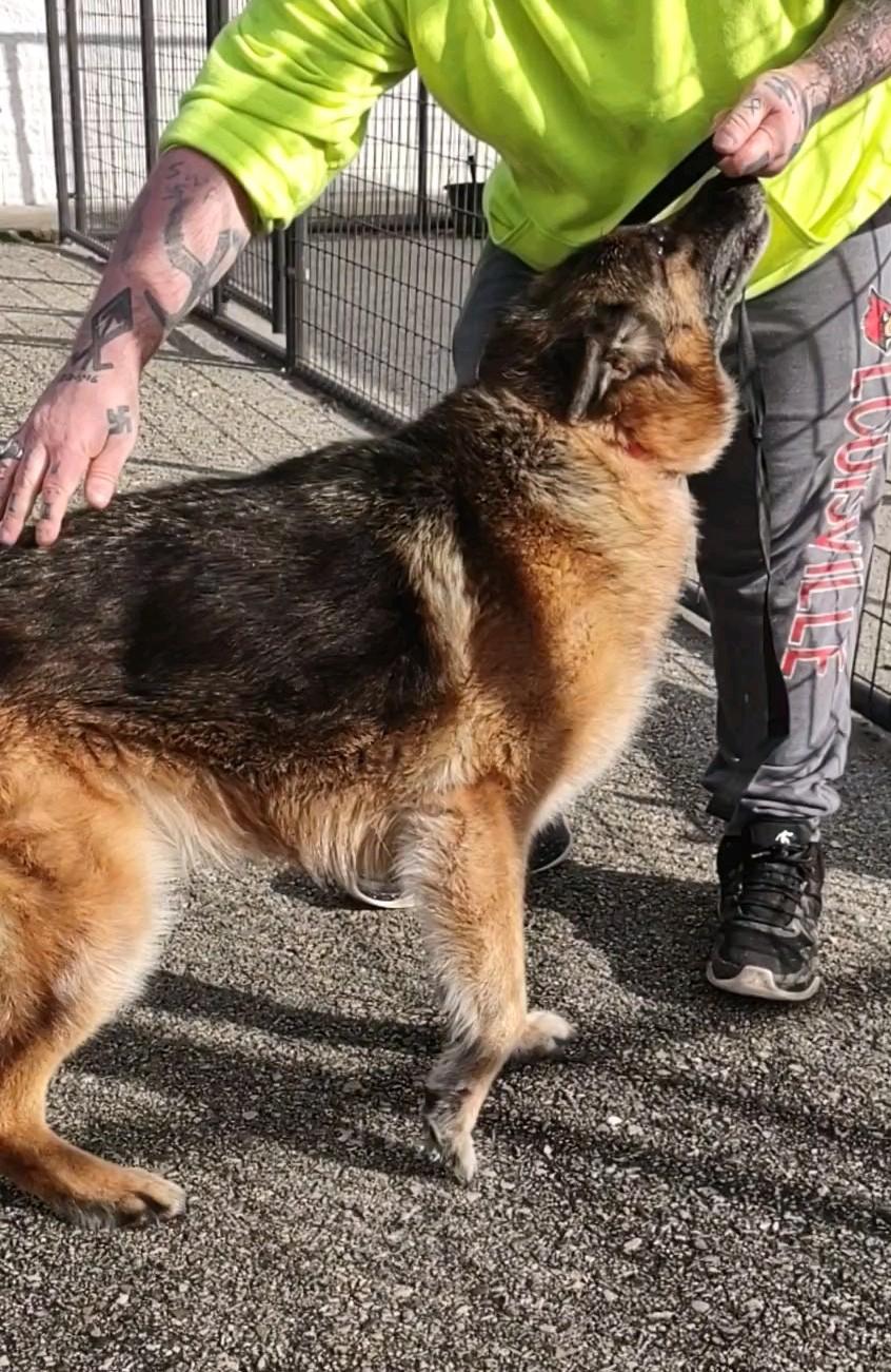 Lara, a Adoptable German Shepherd Dog in Clay City, KY image 6/6