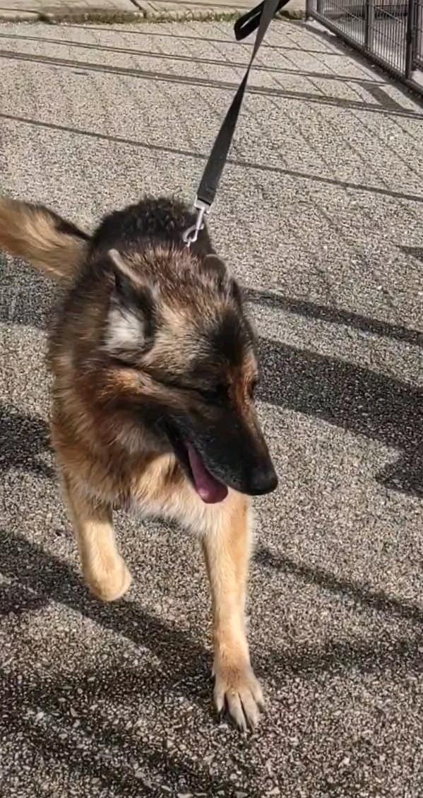 Lara, a Adoptable German Shepherd Dog in Clay City, KY image 2/6