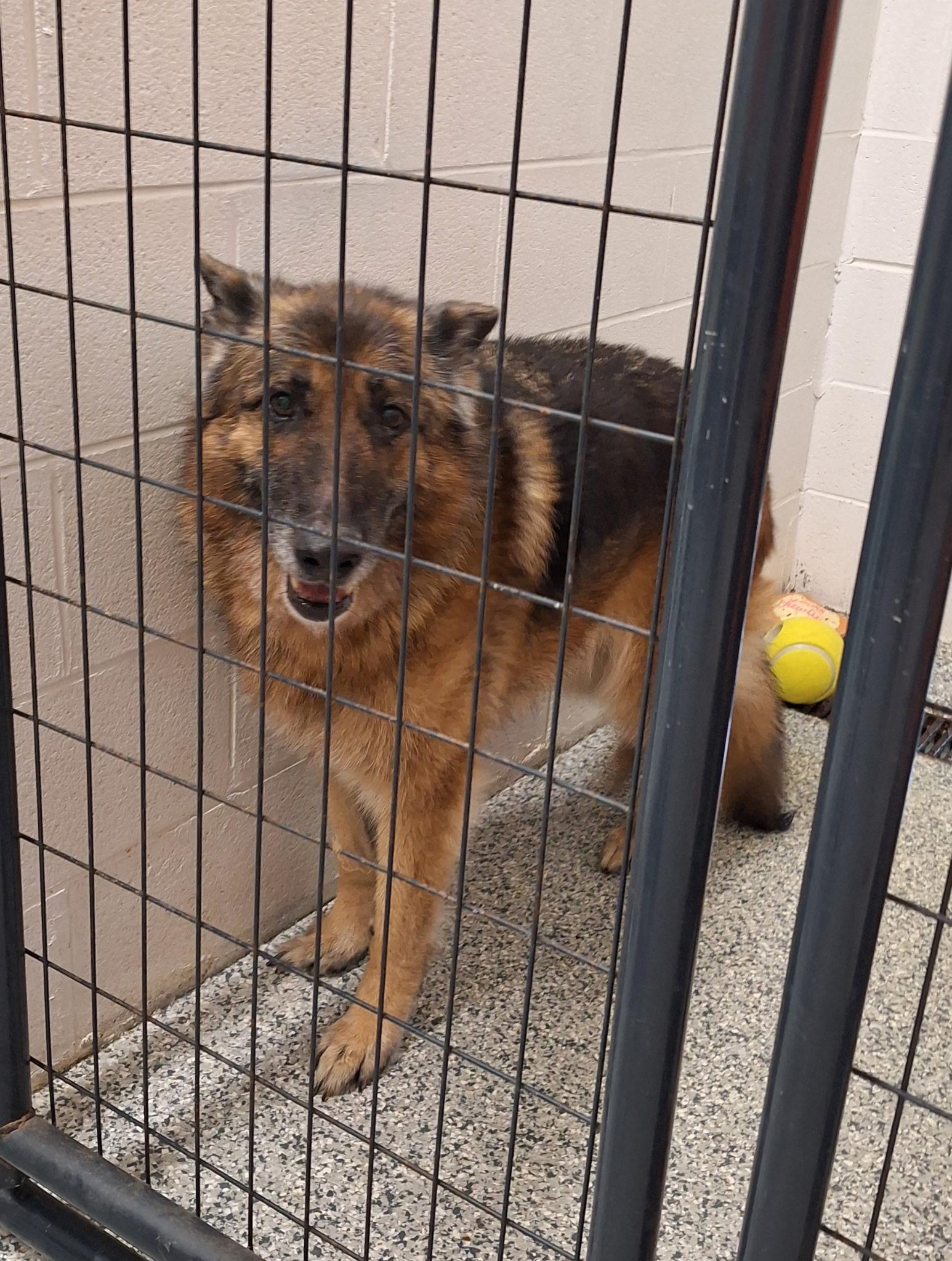 Lara, a Adoptable German Shepherd Dog in Clay City, KY image 1/6