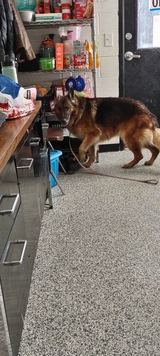 Enlarge Lara, a Adoptable German Shepherd Dog in Clay City, KY video 3/6