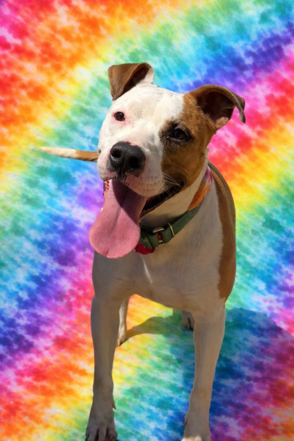 Enlarge Dove, a Adoptable mixed breed in fountain, CO image 2/5