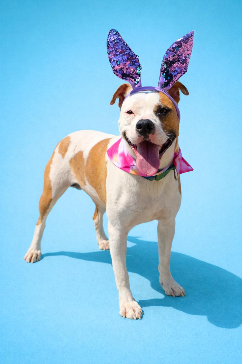Dove, Adoptable, Adult Female American Staffordshire Terrier.