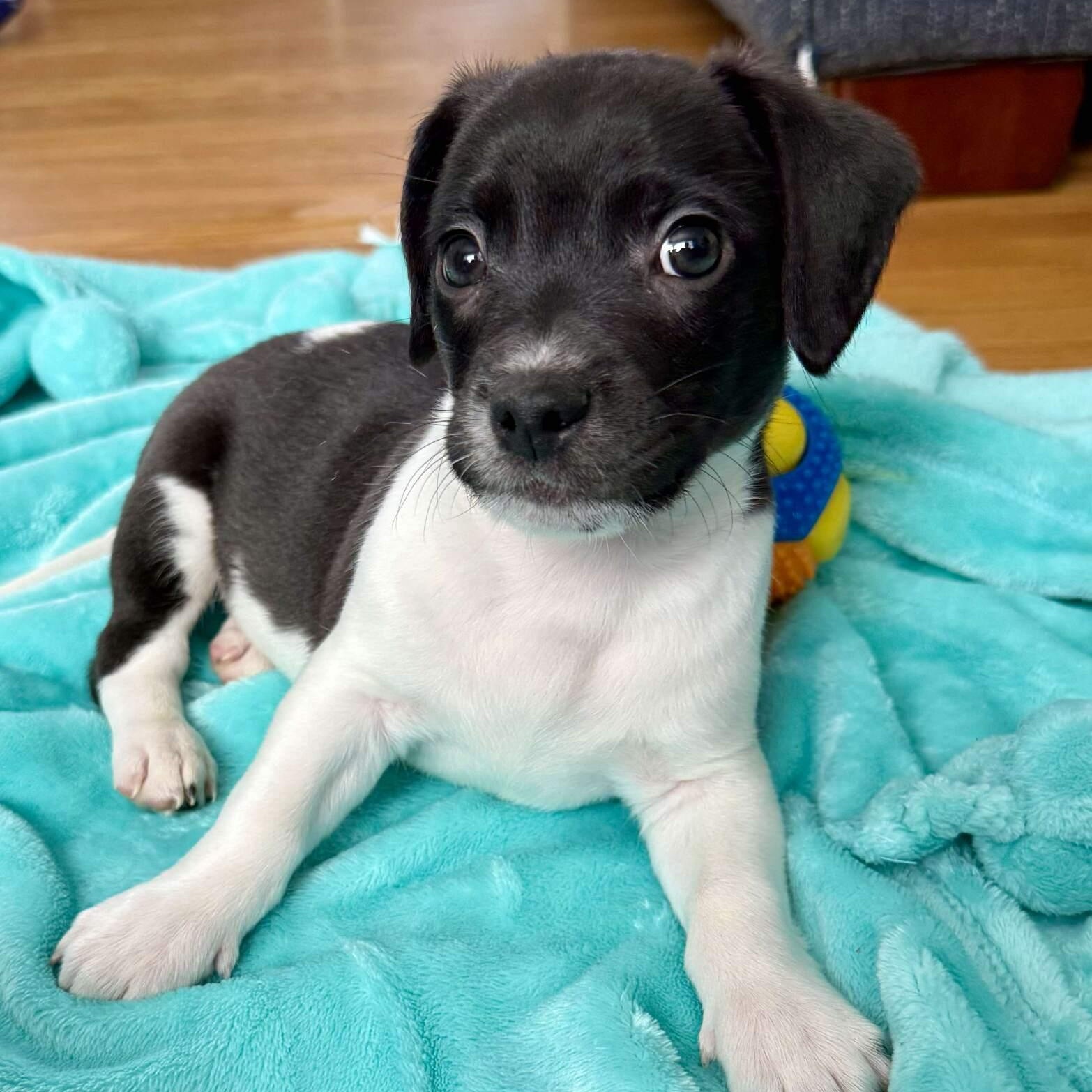 Elvis, adopted, Puppy Male Terrier.