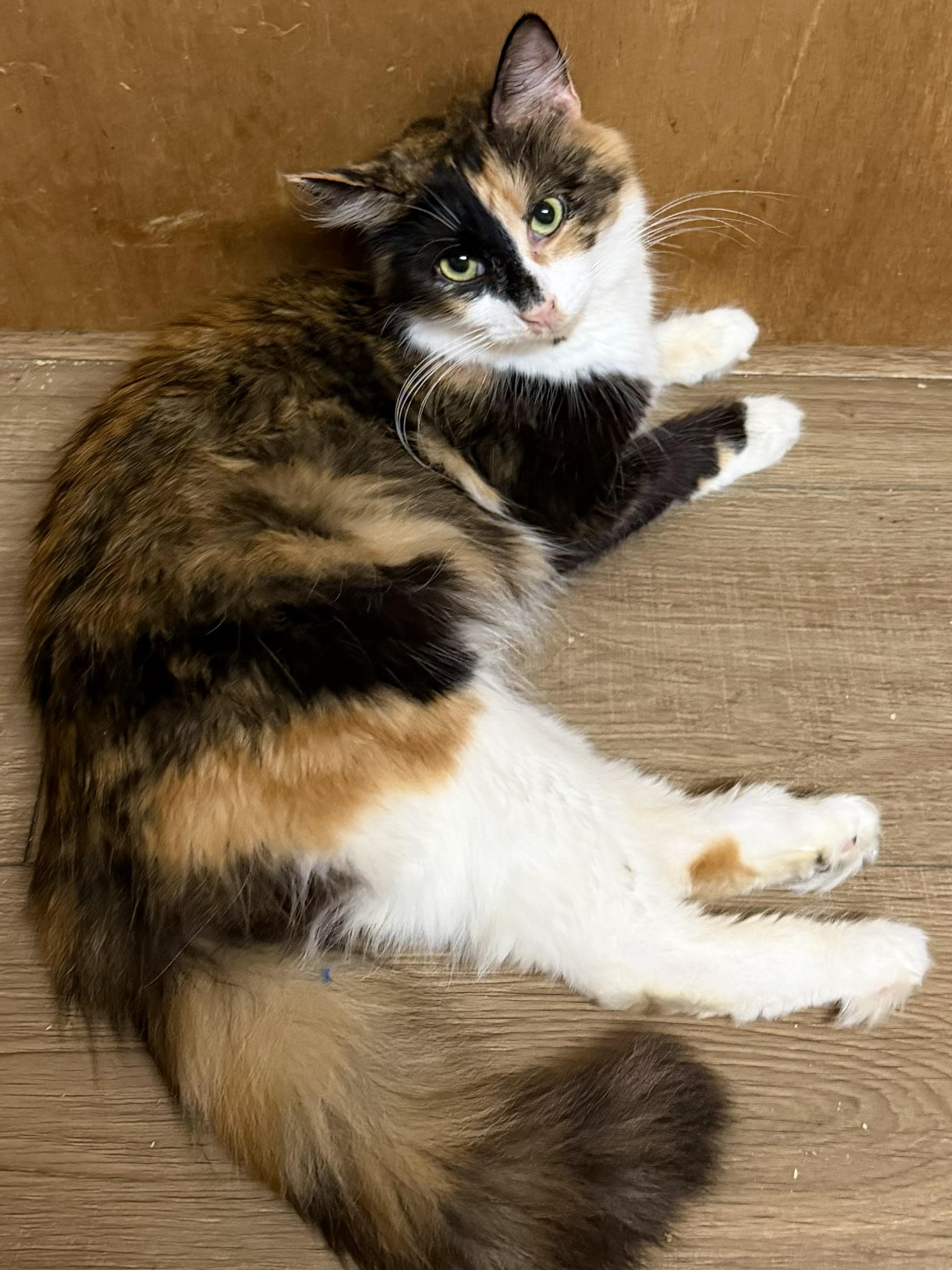 Willa, adopted, Adult Female Calico.