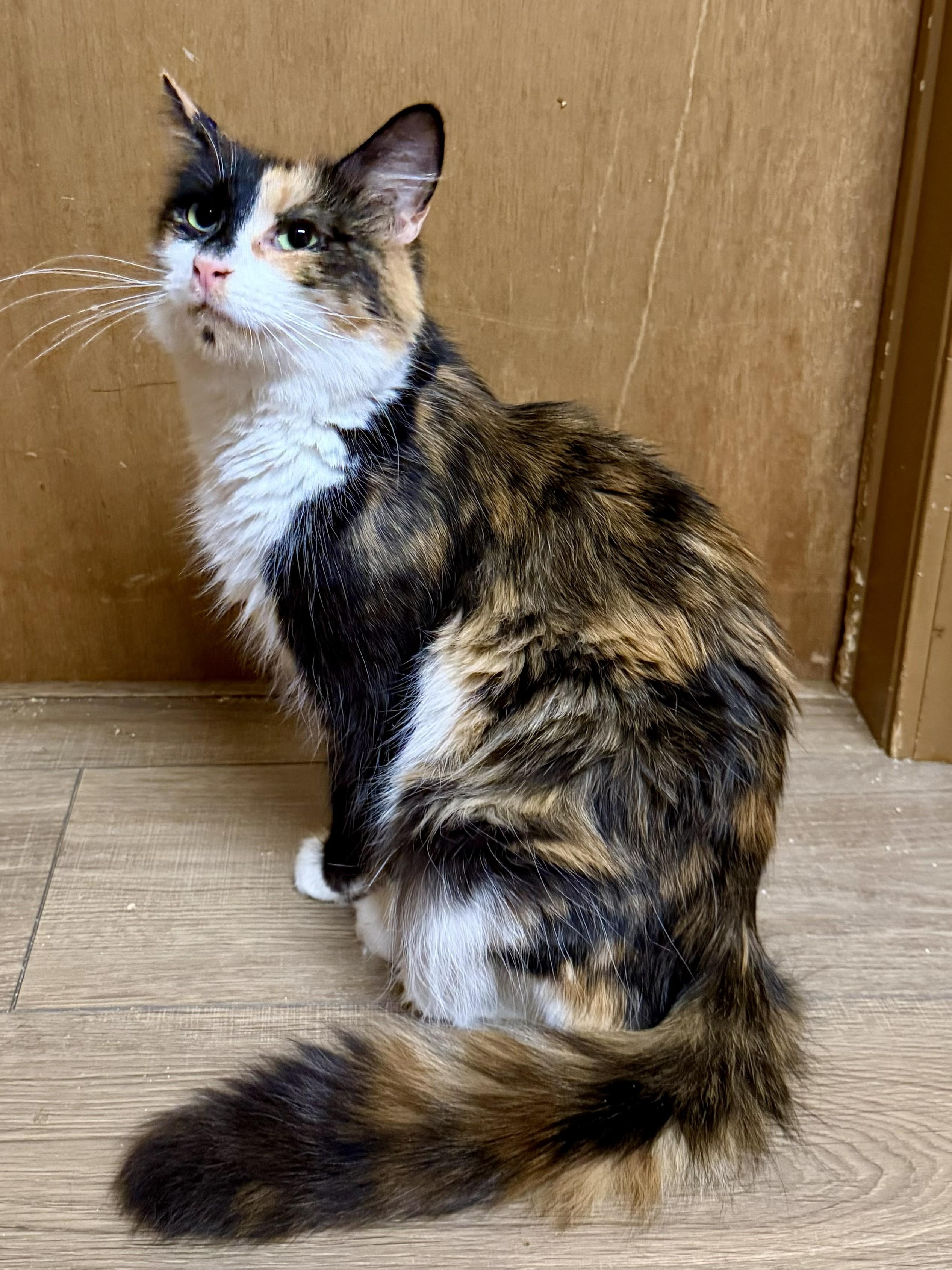 Willa, an adopted Calico in Wayne, NJ image 2/2