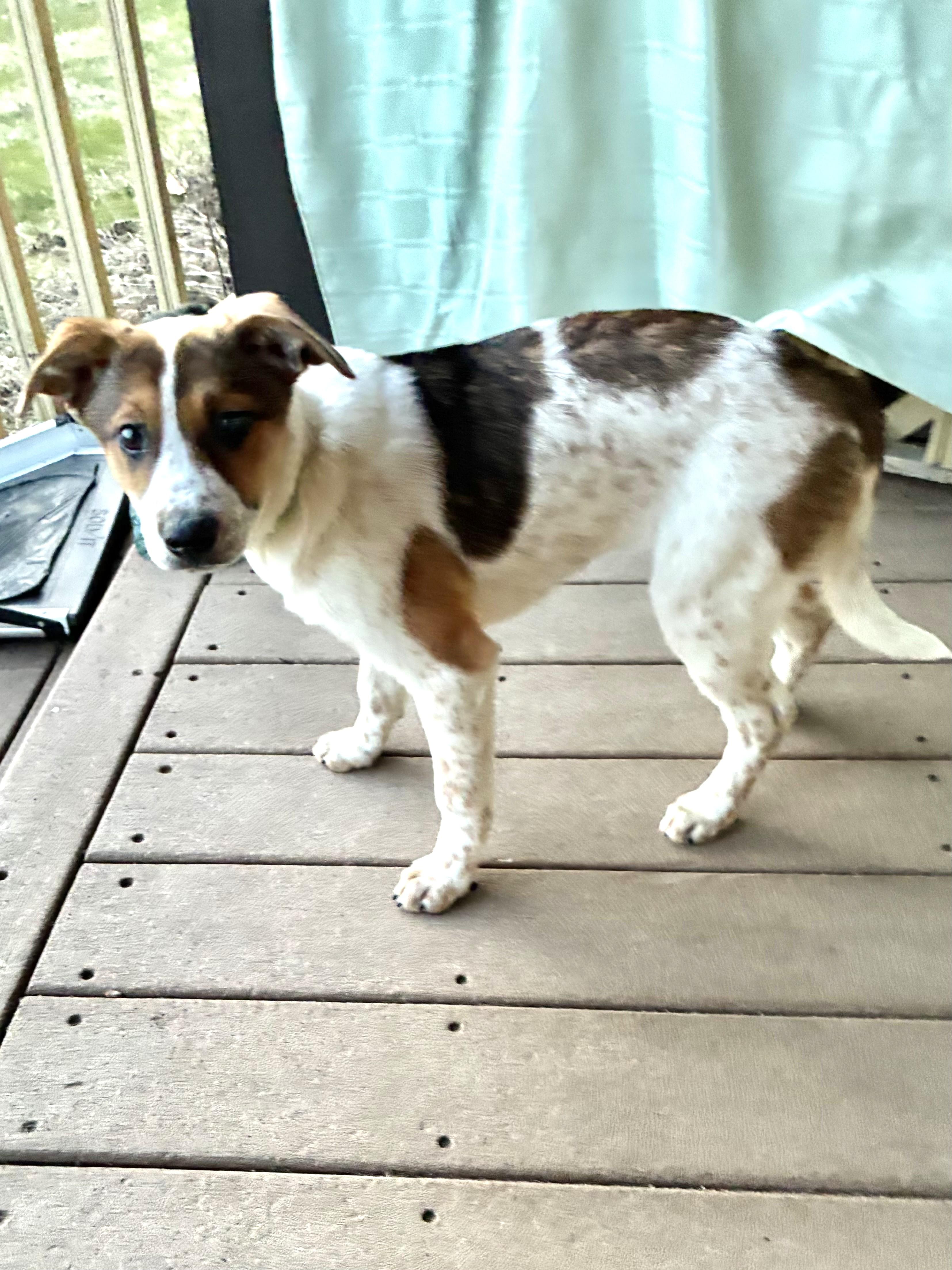 Enlarge Carin, a ADOPTABLE Cattle Dog in West Chicago, IL image 2/2