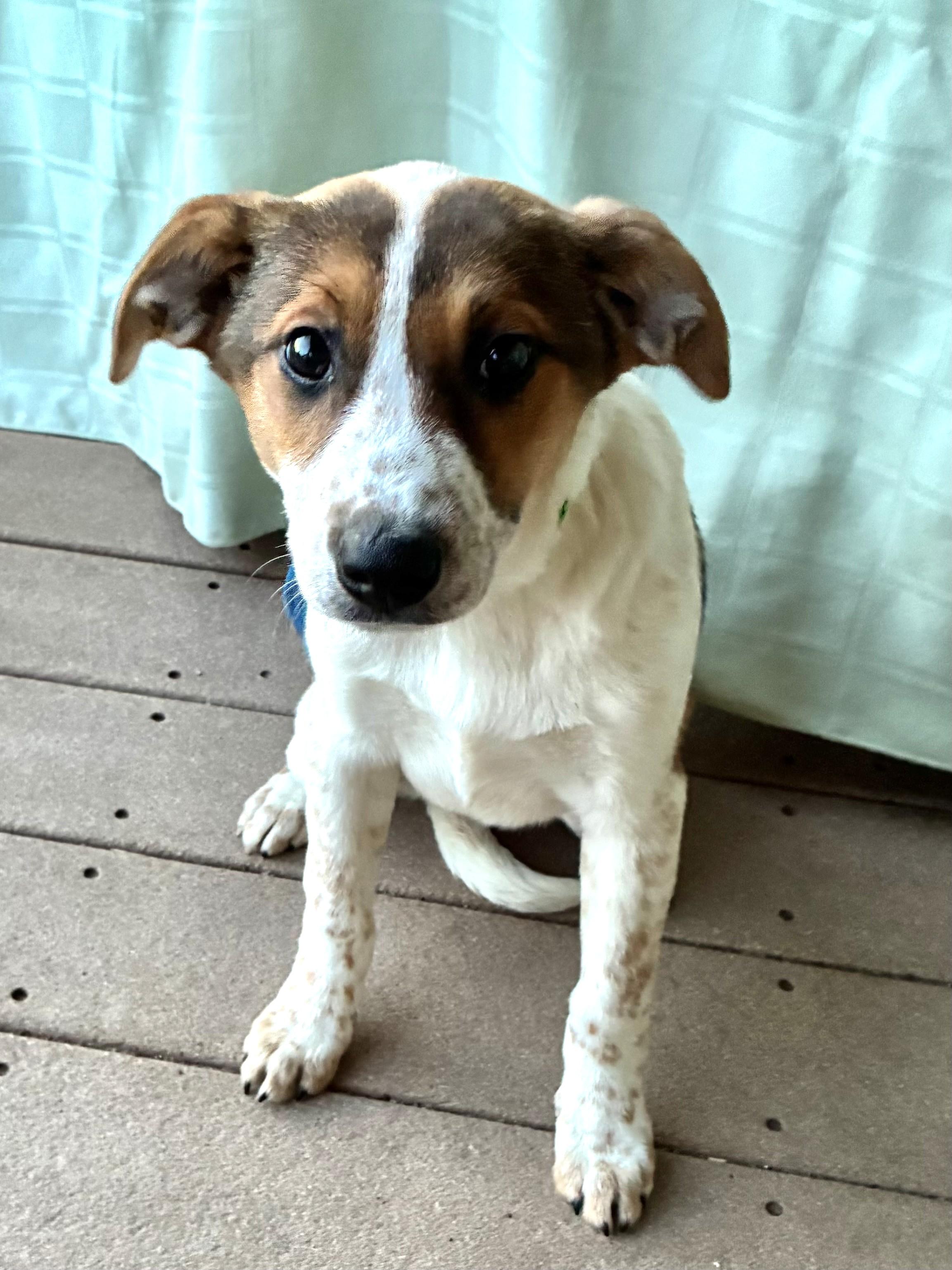 Enlarge Carin, a ADOPTABLE Cattle Dog in West Chicago, IL image 1/2
