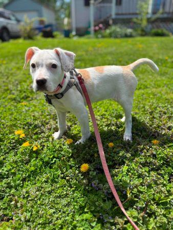 Scout , ADOPTABLE, Young Female Beagle.